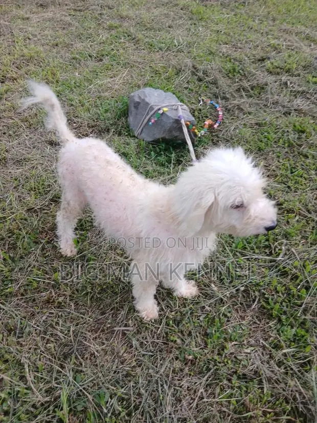 1+ year Female Purebred Poodle · Photo 1