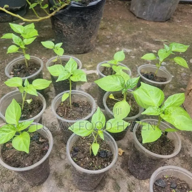Habanero Pepper Seedlings Available for Sale · Photo 1