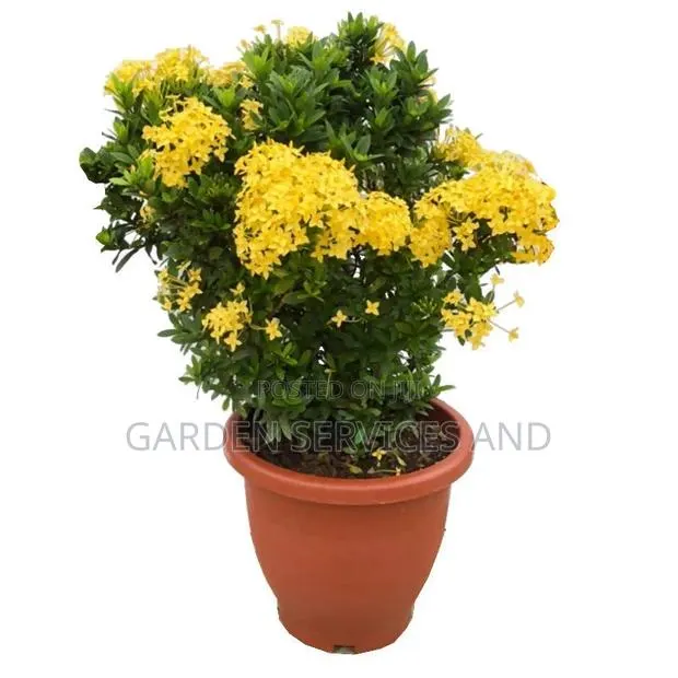 Dwarf Izora’ Yellow · Photo 1