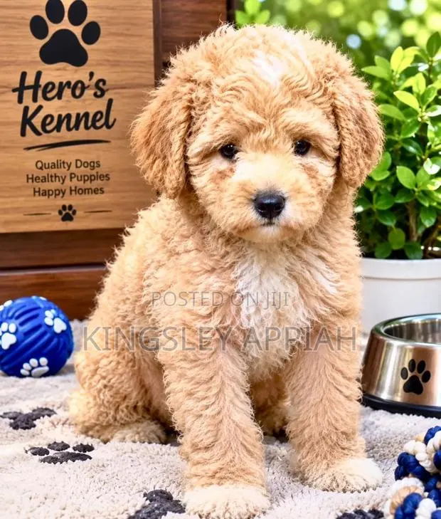 1-3 months Male Purebred Poodle · Photo 1