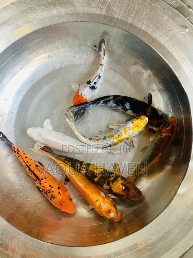Jumbo Koi Fishes · Photo 3