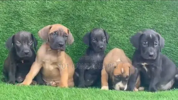 1-3 months Male Purebred Boerboel · Photo 1
