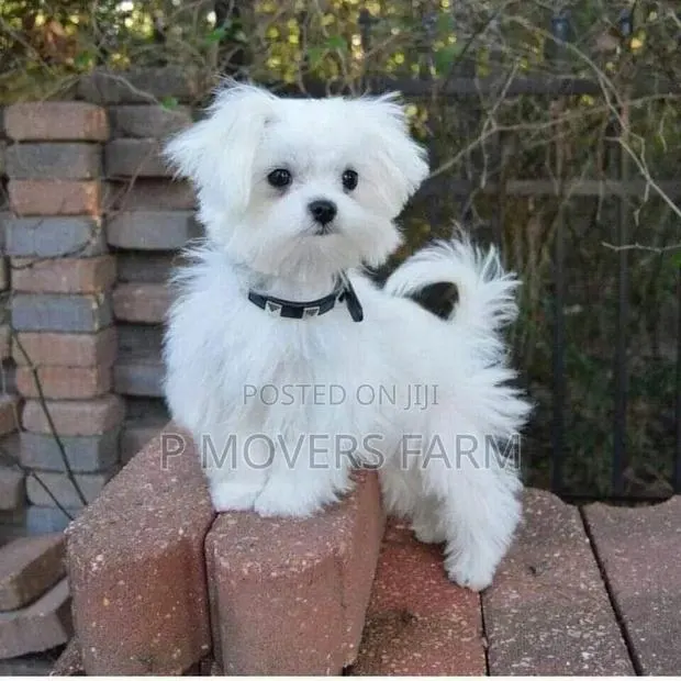 1-3 months Female Purebred Poodle · Photo 1