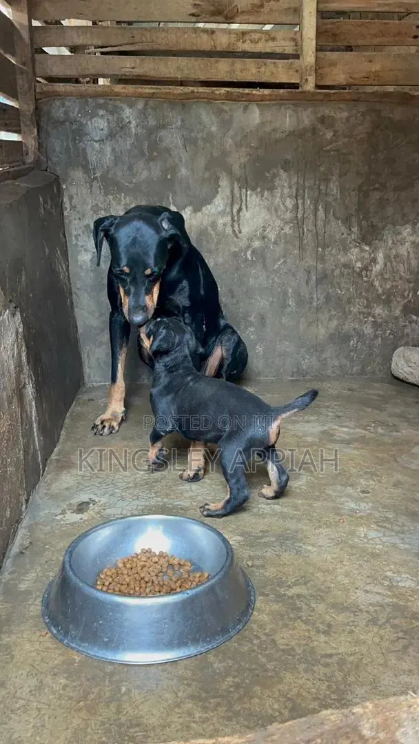 1-3 months Male Purebred Doberman Pinscher · Photo 1