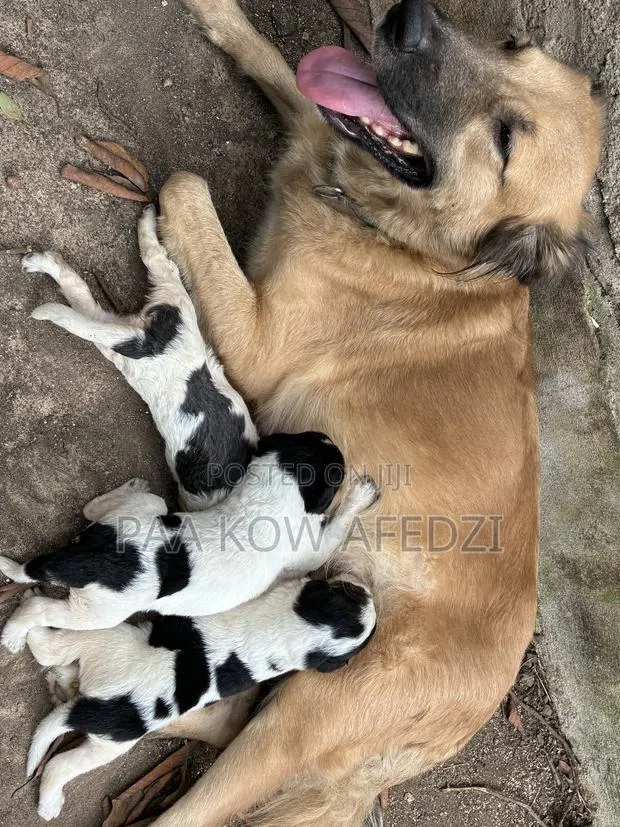 0-1 month Female Mixed Breed Dogo Argentino · Photo 1