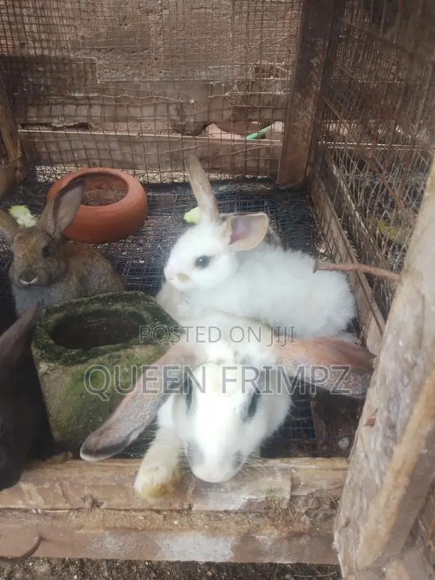 Affordable Bunnies · Photo 3