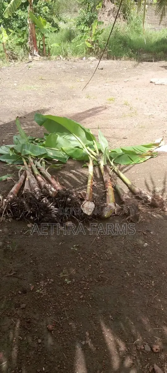 Healthy Plantain Suckers for Sale (High Yield Fast Growing) · Photo 1