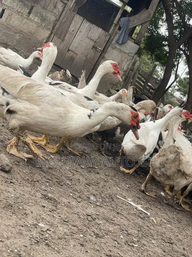 Muscovy Ducks · Photo 3