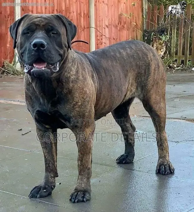 1+ year Male Purebred Boerboel · Photo 1