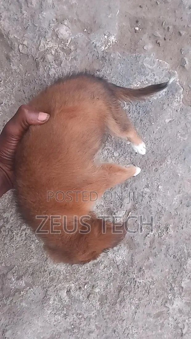 1-3 months Female Mixed Breed Dog · Photo 1
