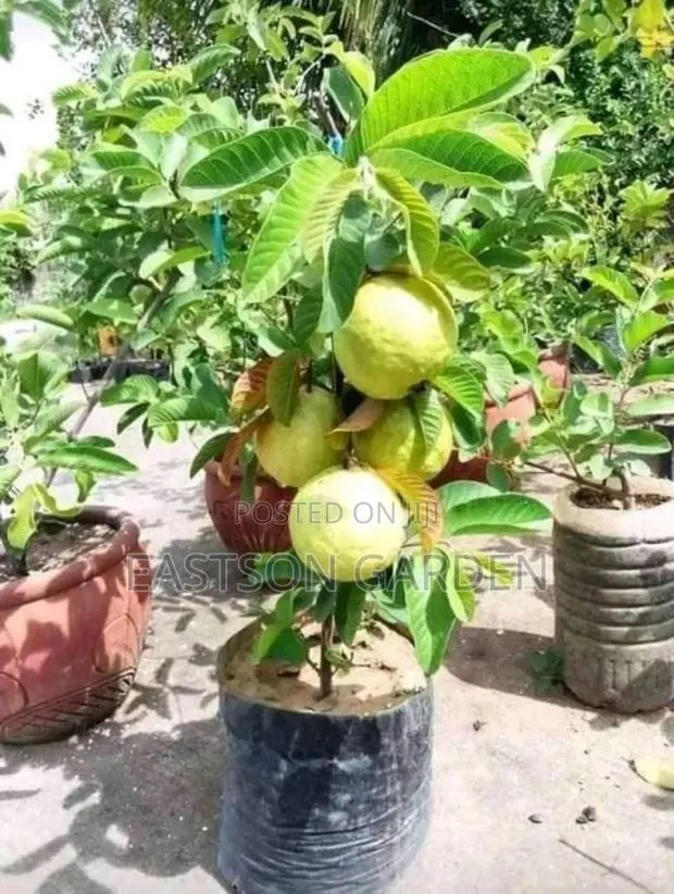 Jumbo Guava Seedlings · Photo 4