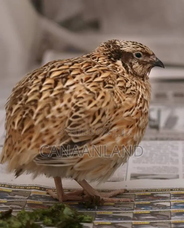 Matured Quails Males Females · Photo 1