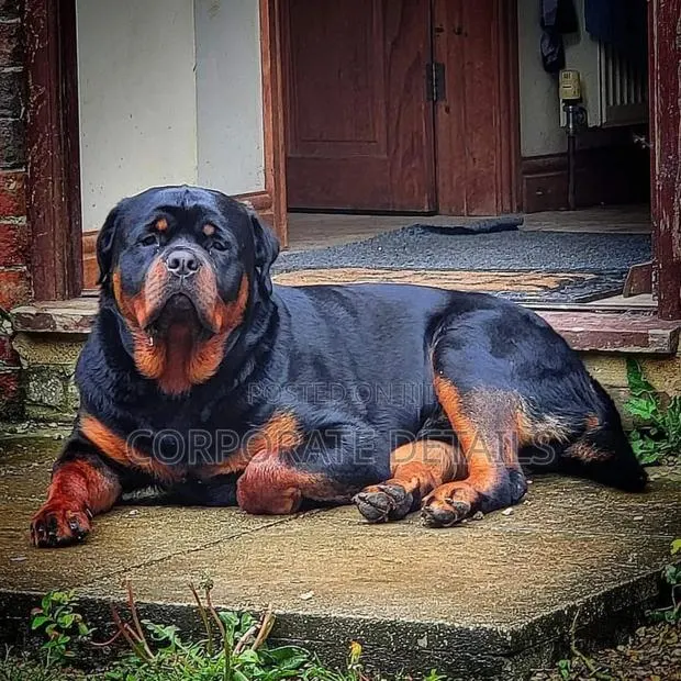 1+ year Male Purebred Rottweiler · Photo 1