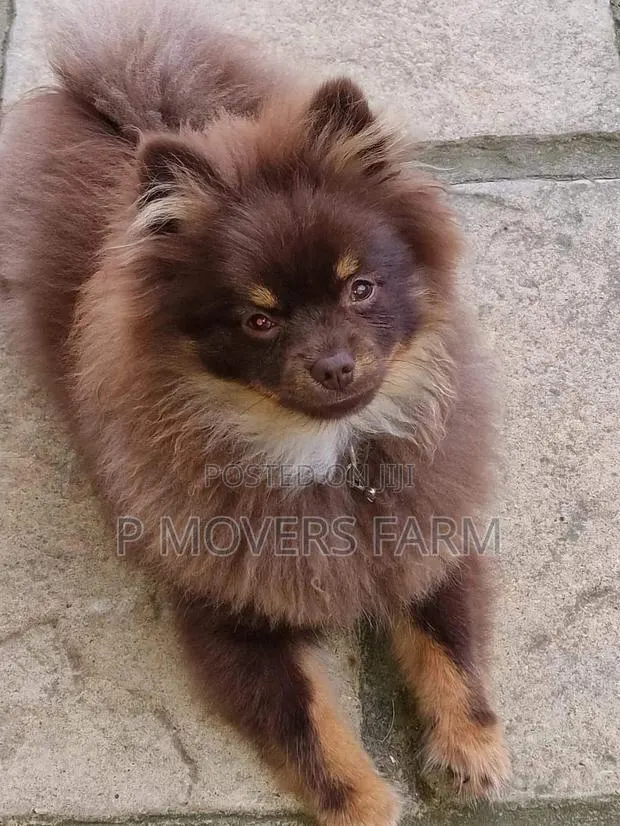 1-3 Months Female Purebred Pomeranian · Photo 1