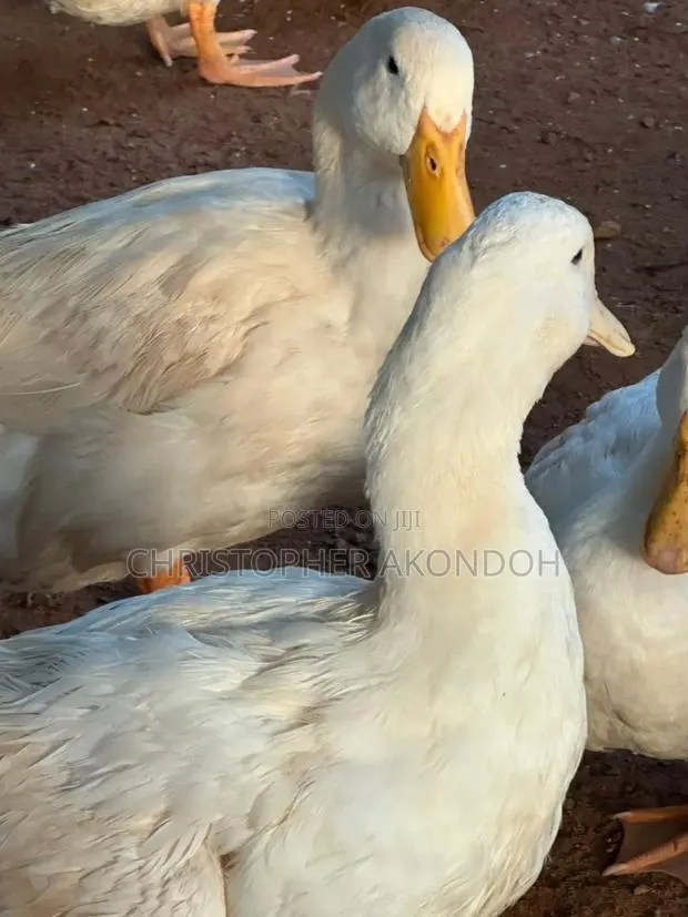 Mature Pekins · Photo 3