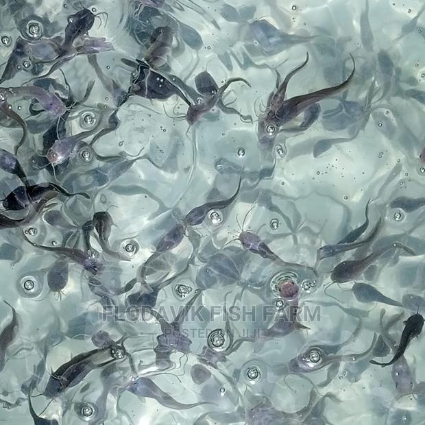 Catfish Fingerling Juvenile Wholesale Price (From 50 Peswas