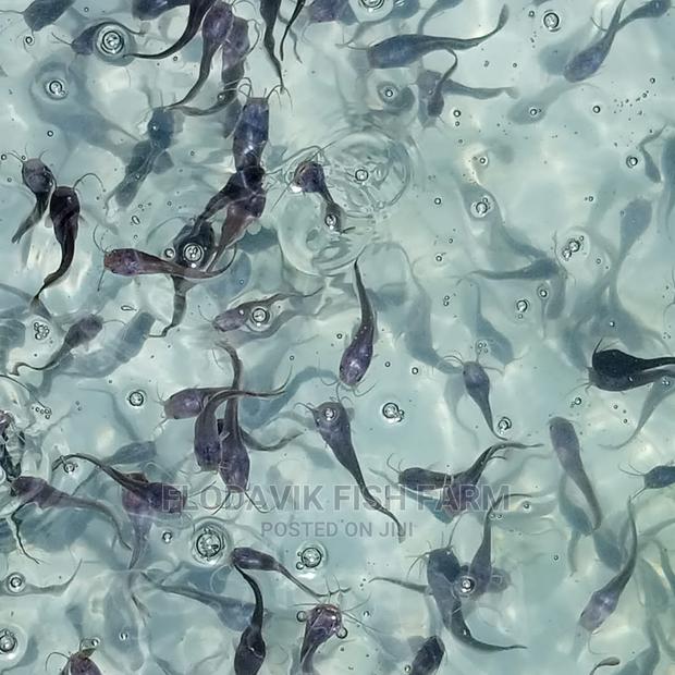 Catfish Fingerling Juvenile Wholesale Price (From 50 Peswas · Photo 2