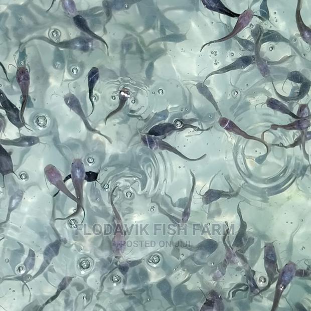 Catfish Fingerling Juvenile Wholesale Price (From 50 Peswas · Photo 3