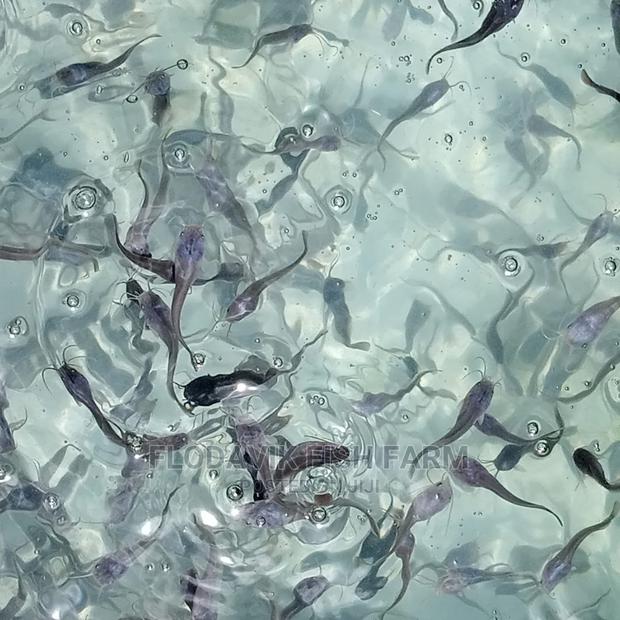 Catfish Fingerling Juvenile Wholesale Price (From 50 Peswas · Photo 4