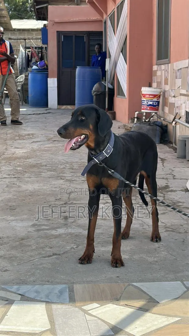 6-12 months Male Purebred Doberman Pinscher · Photo 1