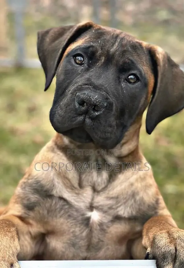 1-3 months Male Purebred Boerboel · Photo 1