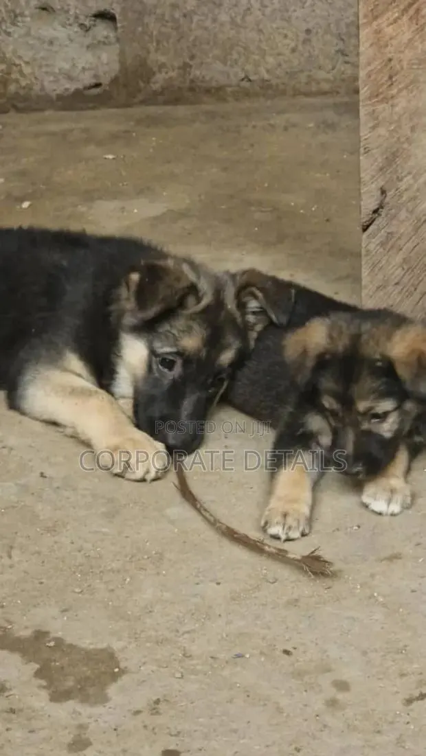 1-3 months Male Purebred German Shepherd · Photo 1