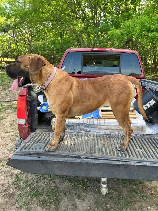 1-3 months Male Purebred Boerboel · Photo 1
