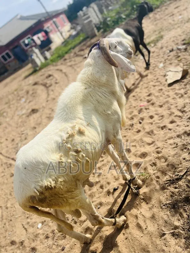 A Strong, Healthy and Well-Cared-for Ram · Photo 1
