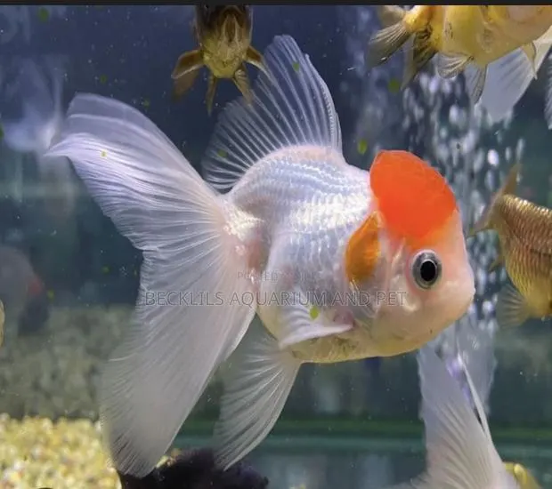 A -grade Redcap Goldfish · Photo 1