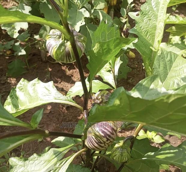 Purple Strip Eggplant(Purple Strip Macrocarpon) · Photo 1
