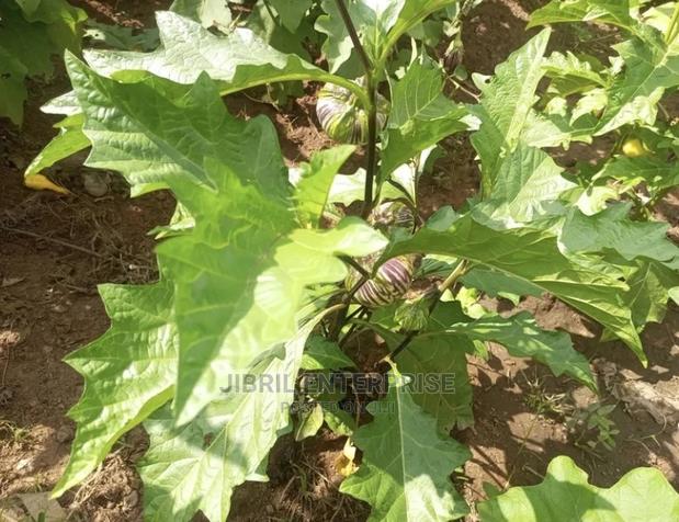 Purple Strip Eggplant(Purple Strip Macrocarpon) · Photo 3
