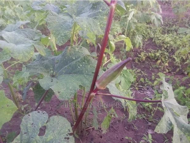 Long Burgundy Okro(Abelmoscus Esculentus) · Photo 3