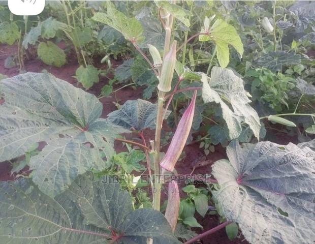 Long Burgundy Okro(Abelmoscus Esculentus) · Photo 4