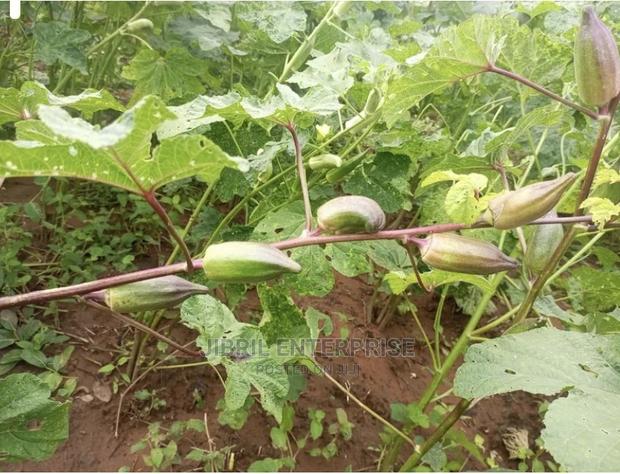 Short Burgundy Okro(Abelmoscus Esculentus) · Photo 2