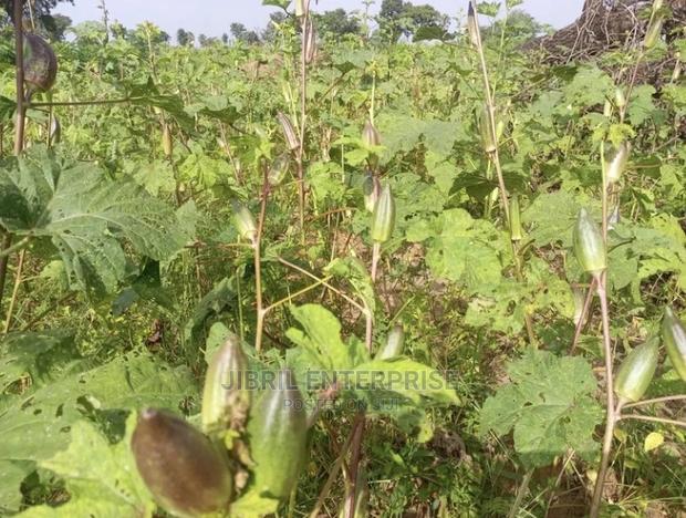 Short Burgundy Okro(Abelmoscus Esculentus) · Photo 3