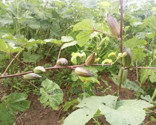 Short Burgundy Okro(Abelmoscus Esculentus) · Photo 4
