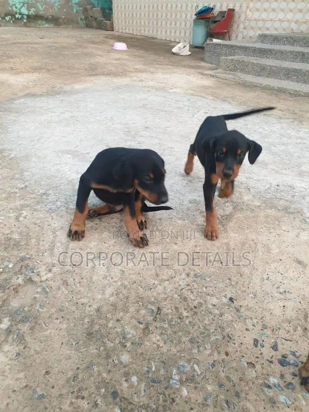 1-3 months Male Purebred Doberman Pinscher · Photo 1