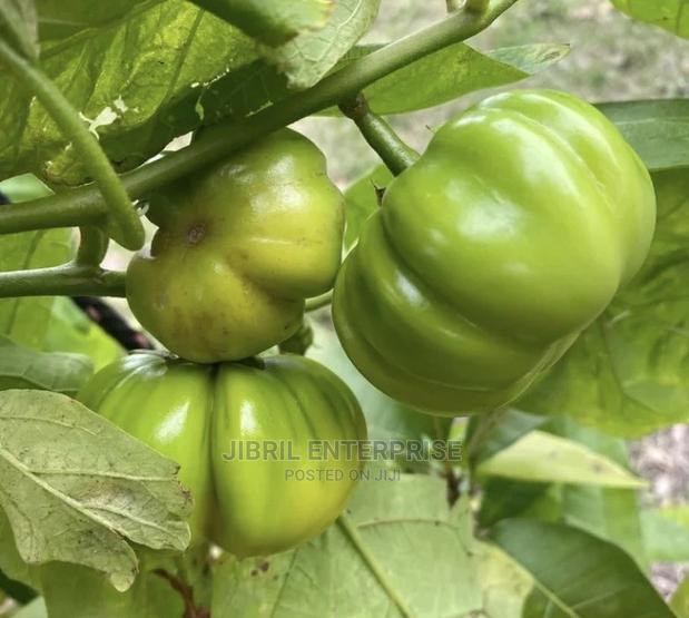 Dwarf Eggplant, Green Ribbed Eggplant · Photo 1