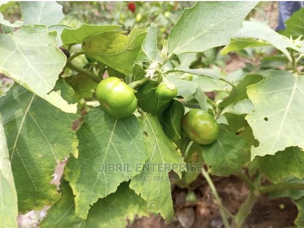 Dwarf Eggplant, Green Ribbed Eggplant · Photo 2