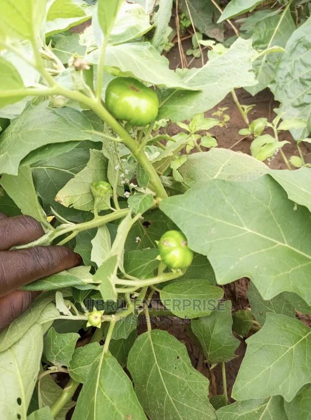 Dwarf Eggplant, Green Ribbed Eggplant · Photo 3