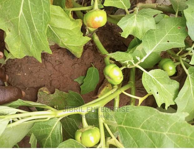 Dwarf Eggplant, Green Ribbed Eggplant · Photo 4
