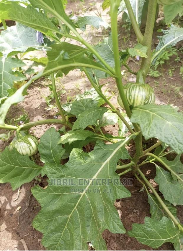 Stripped Macrocarpon Eggplant · Photo 2