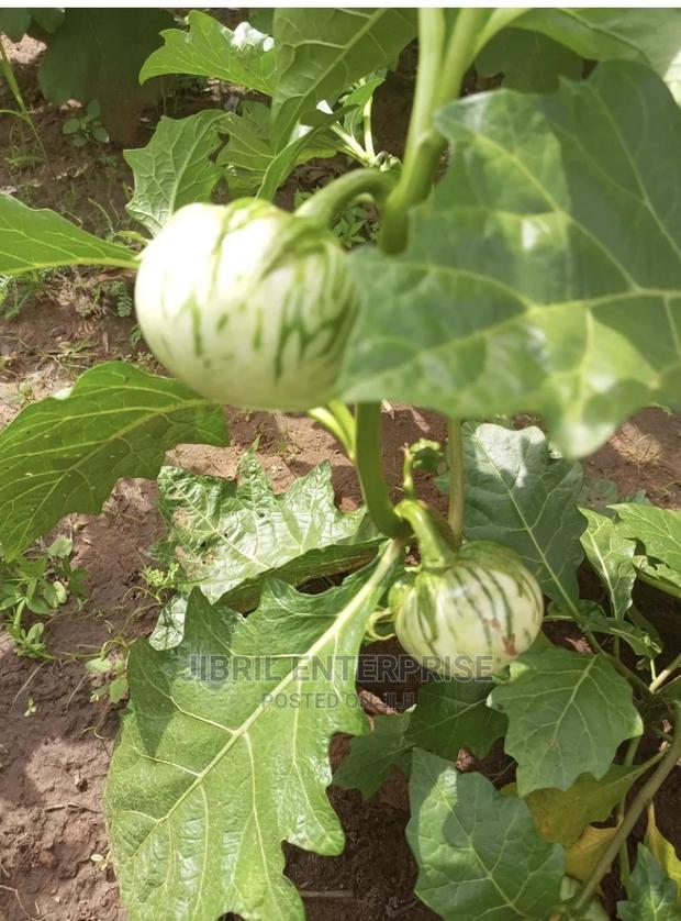 Stripped Macrocarpon Eggplant · Photo 4