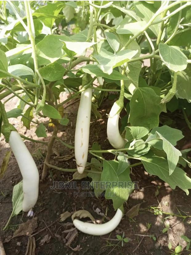 White Melongena Eggplant · Photo 1
