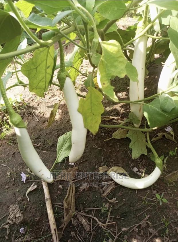 White Melongena Eggplant · Photo 2