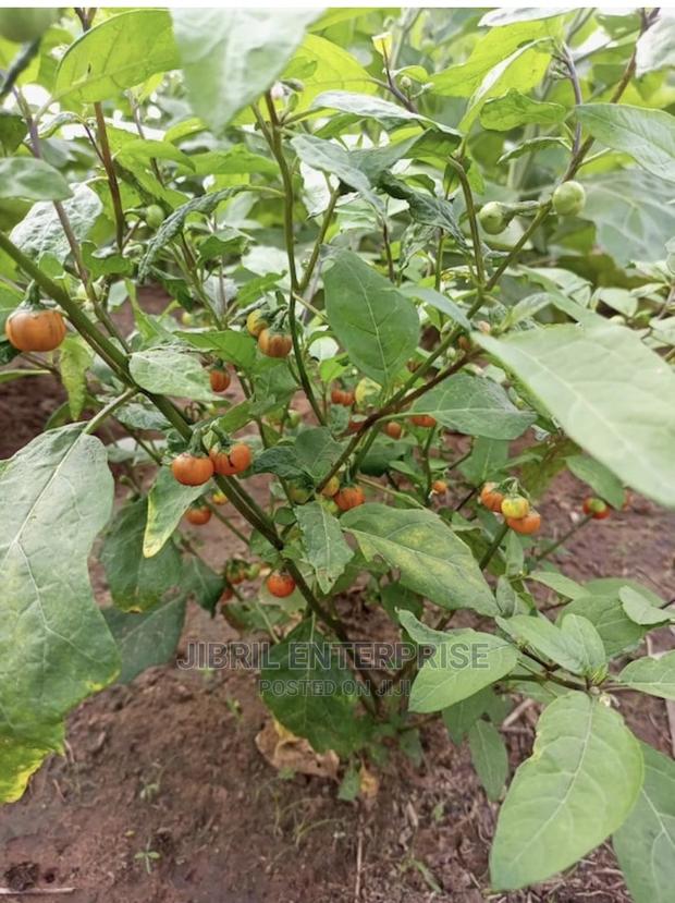Hausa Likok Eggplant · Photo 1