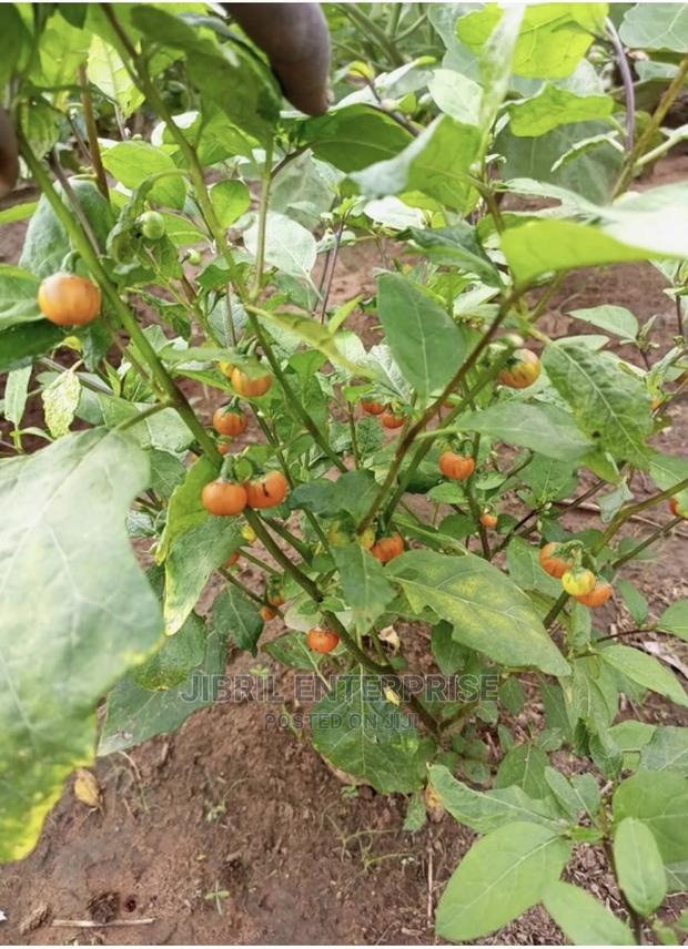 Hausa Likok Eggplant · Photo 2