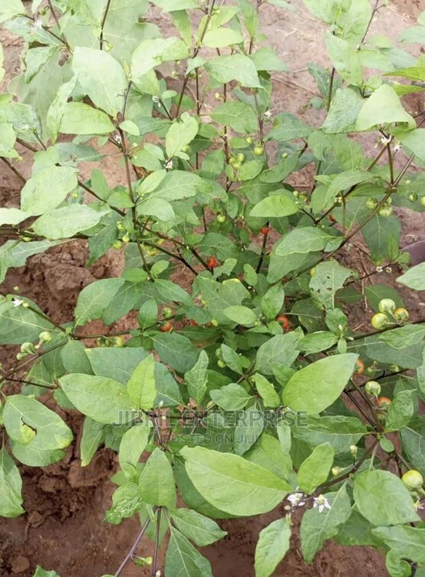 Hausa Likok Eggplant · Photo 3