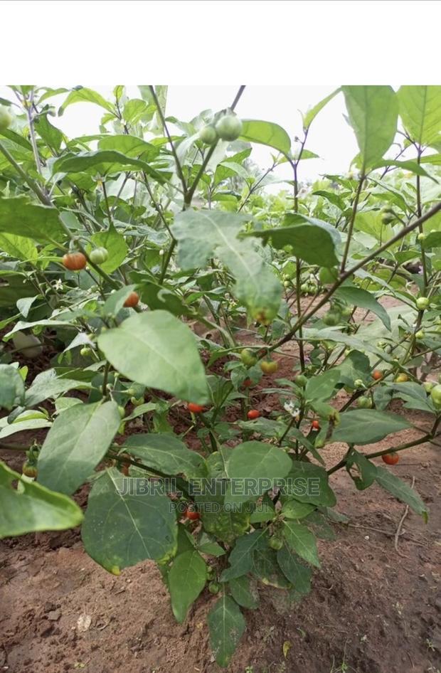 Hausa Likok Eggplant · Photo 4