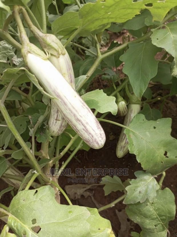 White-Purple Melongena Eggplant · Photo 1